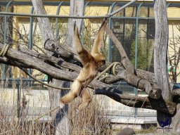 Tiergarten Schönbrunn am 05.03.2026